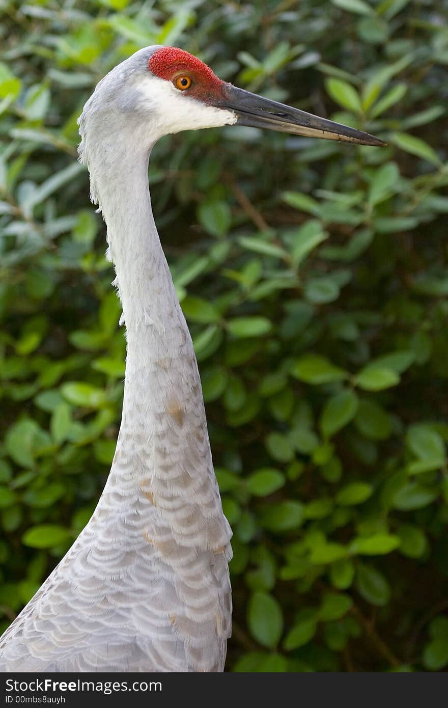 Sandhill crane