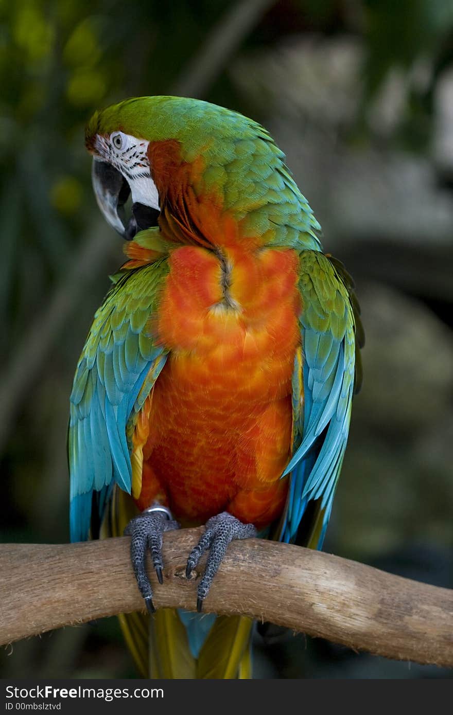 Macaw