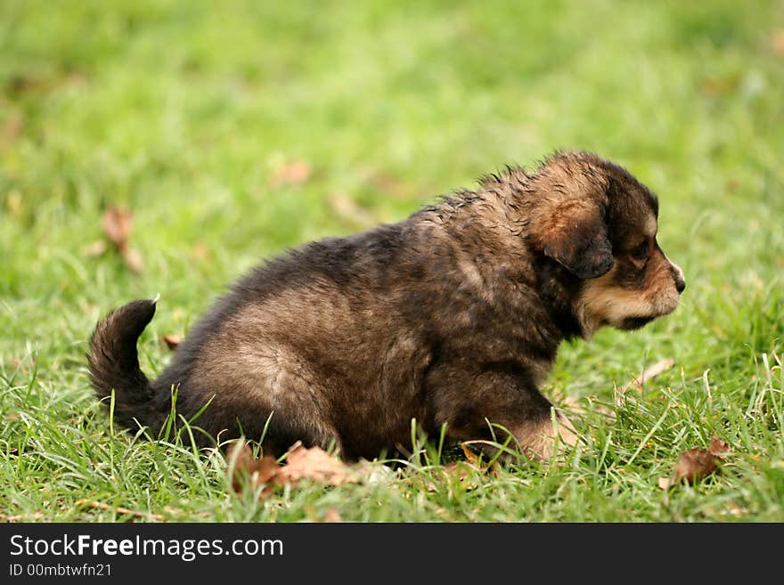 Sweet curious puppy playing on green grass. Sweet curious puppy playing on green grass