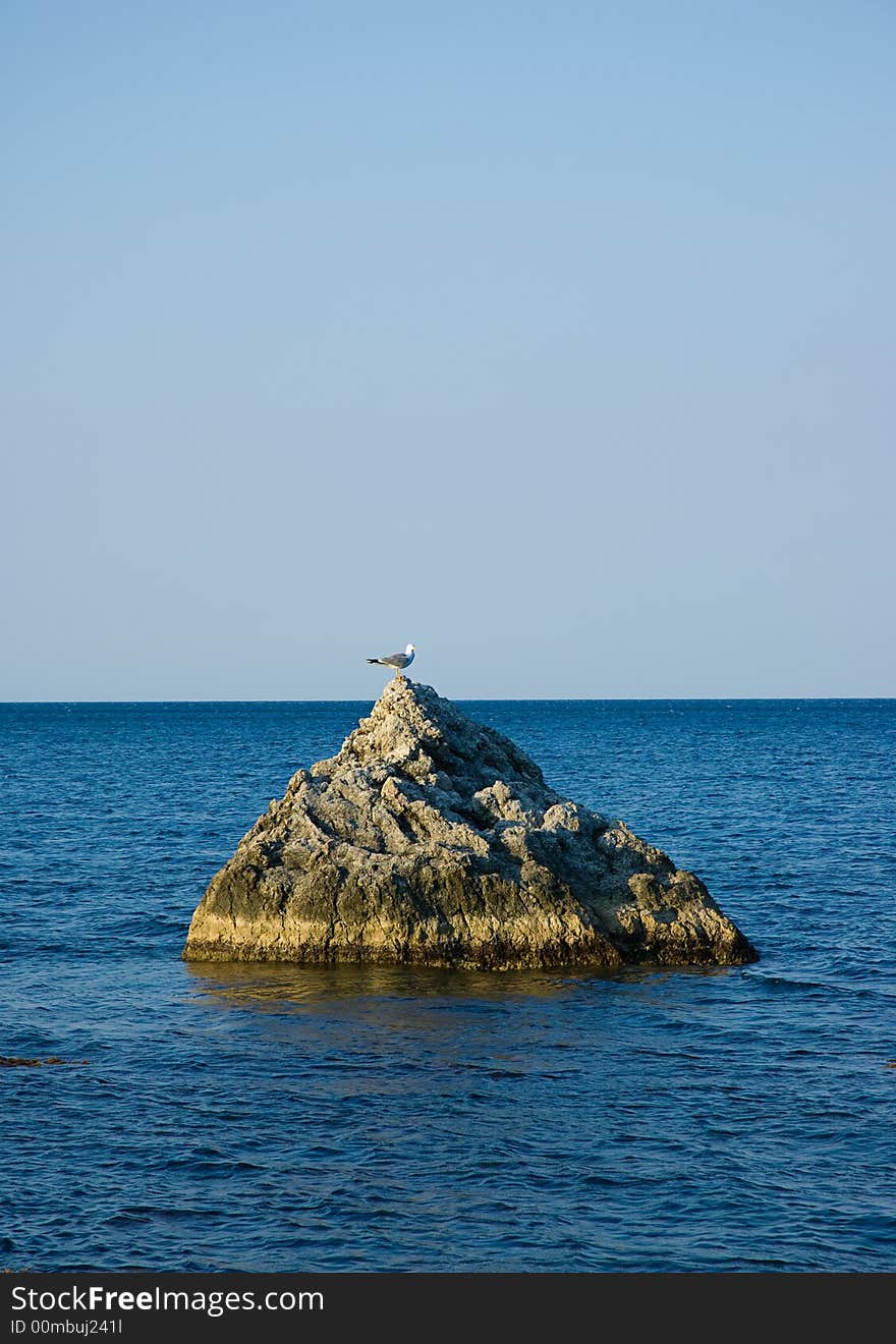 Single  seagull on rock in sea on sky background