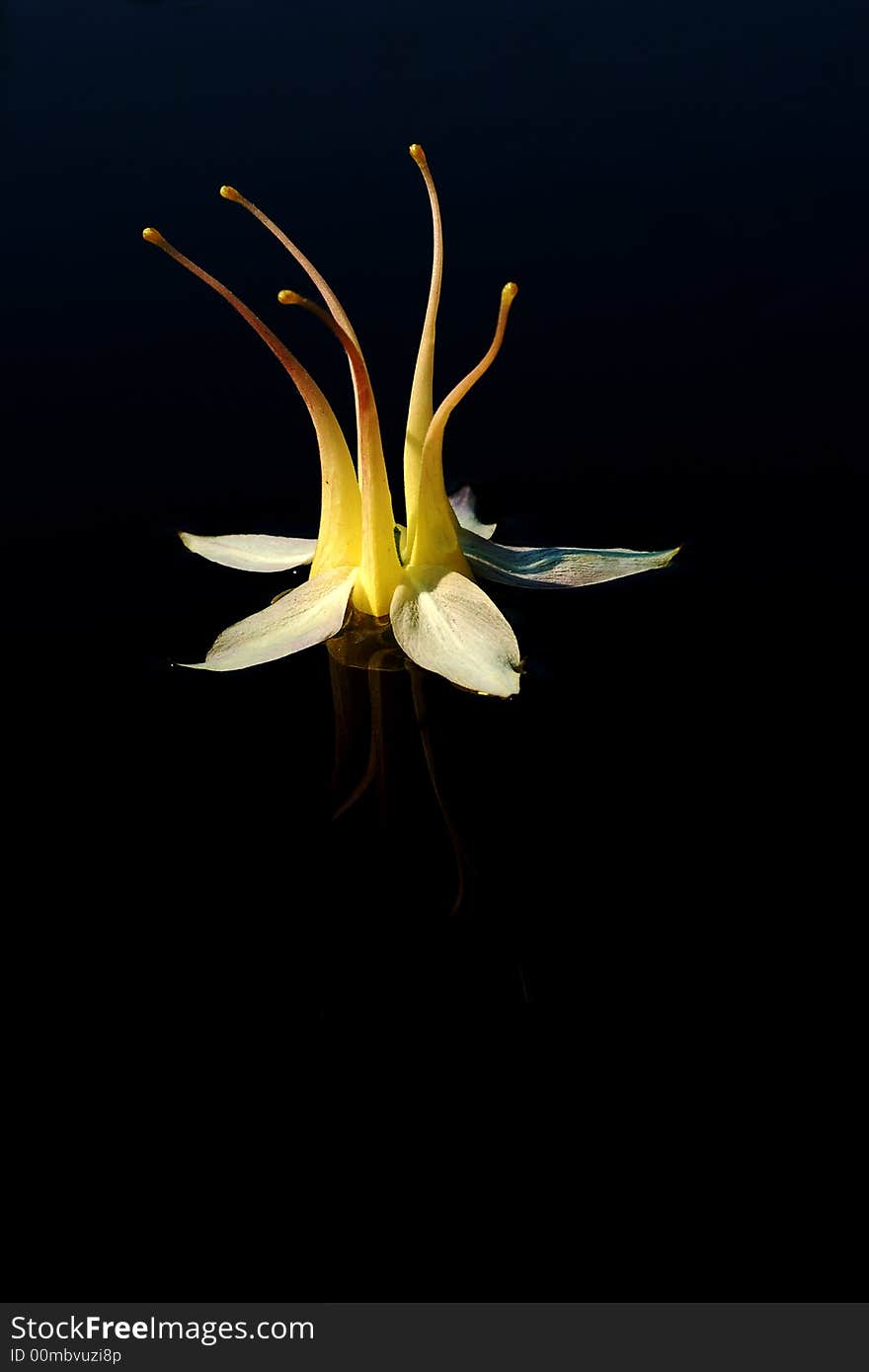 Swan flowers dancing abstract. Looks like five swans with their necks upwards together in a circle. Black background.