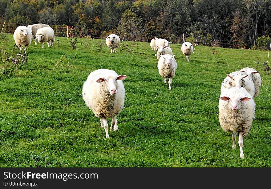 Curious sheeps on the green suabian grass. Curious sheeps on the green suabian grass