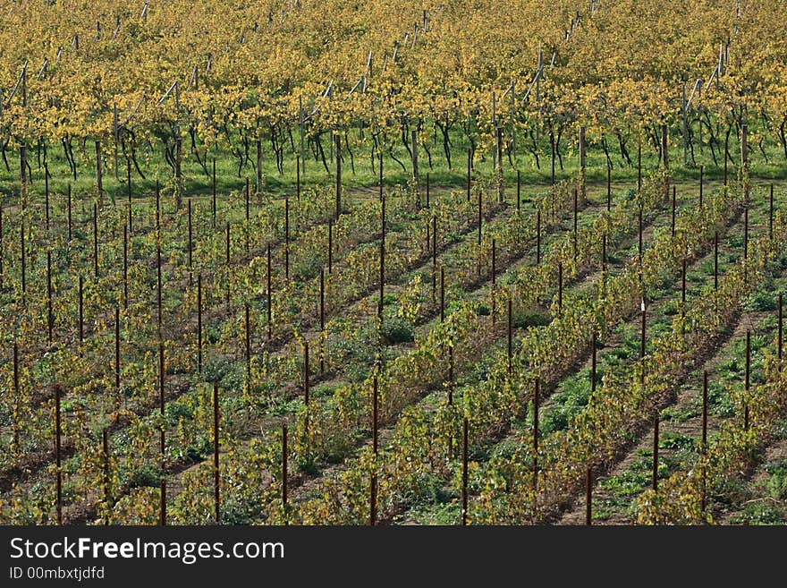 Geometry of rows and angles for vines in autumn after harves. Typical trentino landscape. Geometry of rows and angles for vines in autumn after harves. Typical trentino landscape