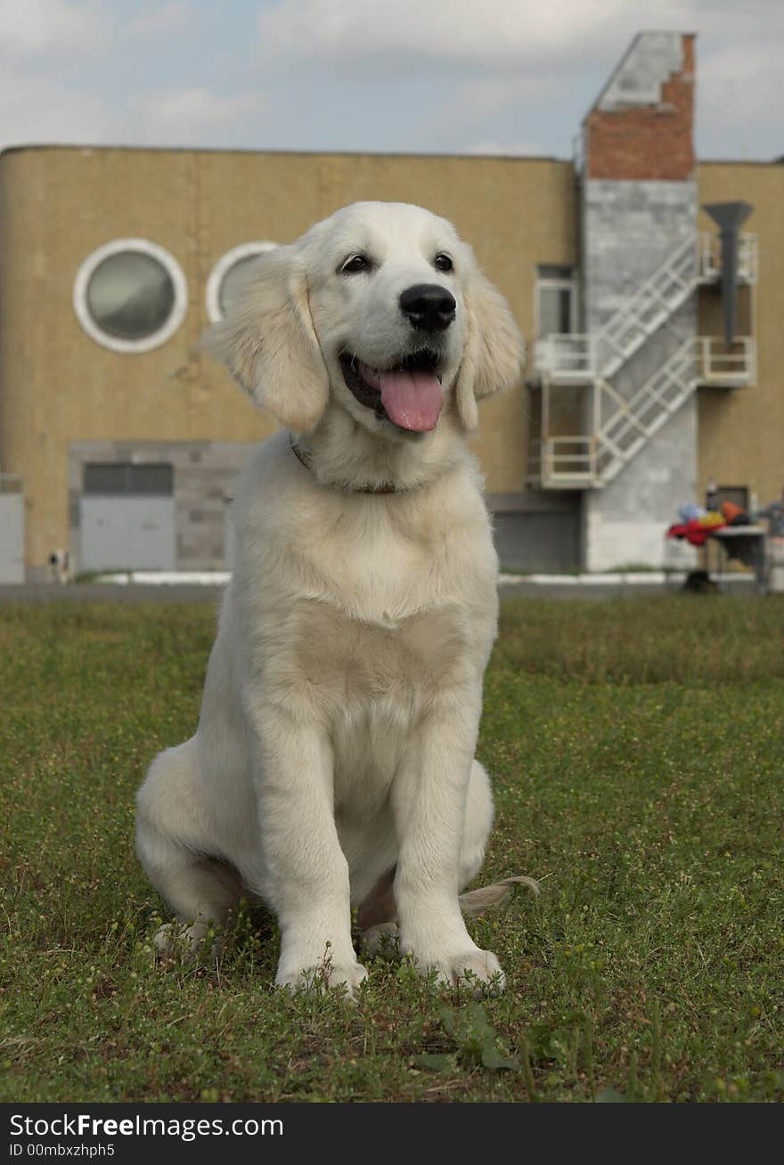 Golden Retriever Puppy