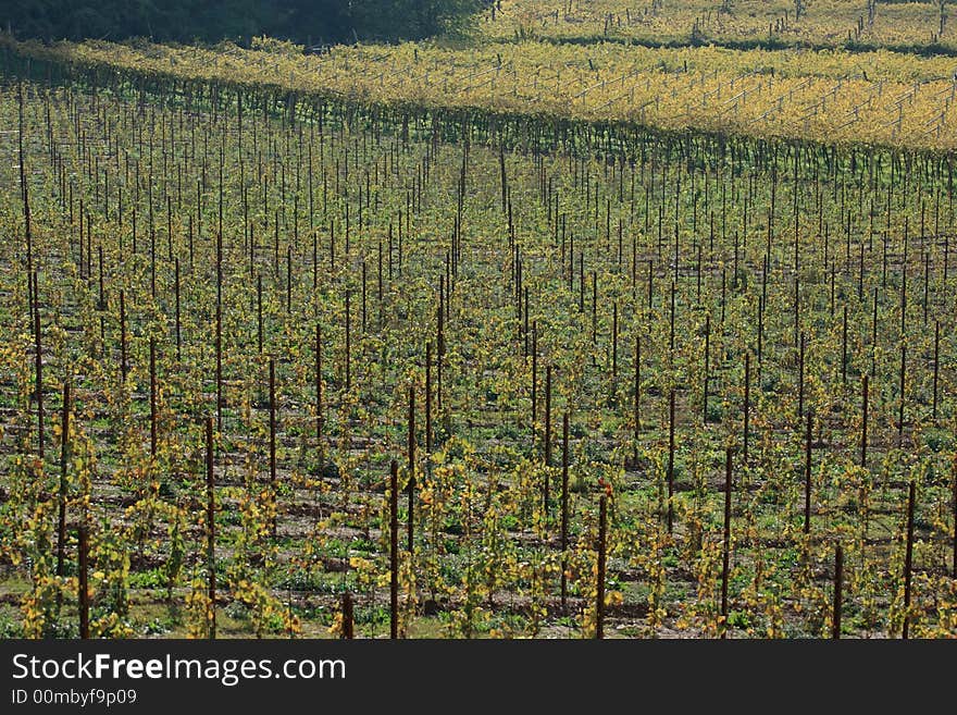 Autumnal vineyard geometry 2