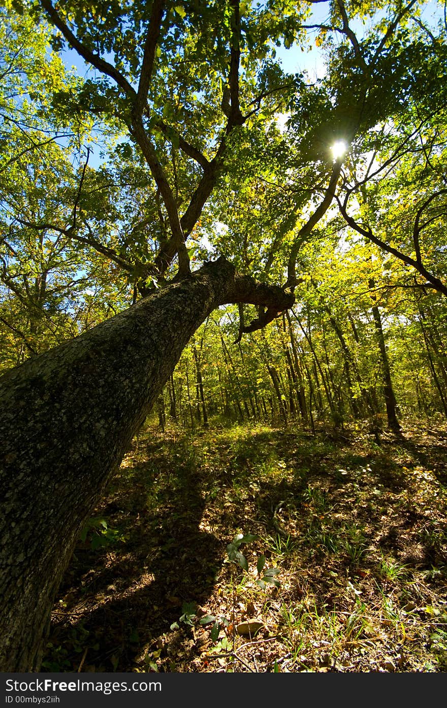 Hiking Trail In The Autumn