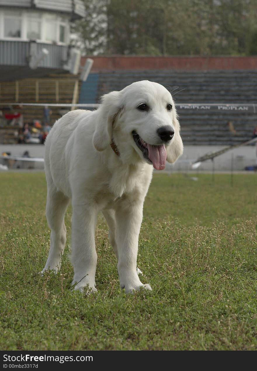 Golden retriever puppy