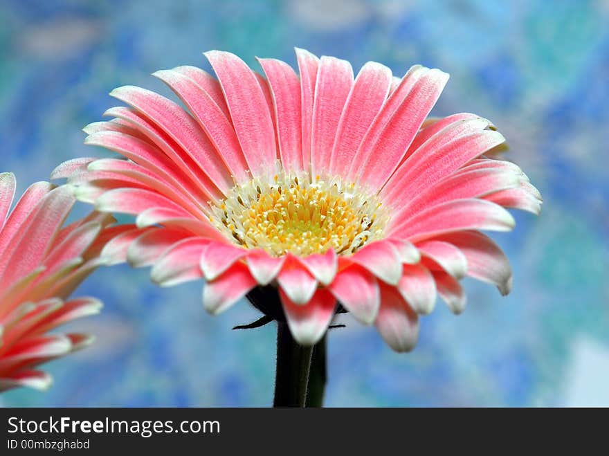 Pink gerber flower against blur blue background