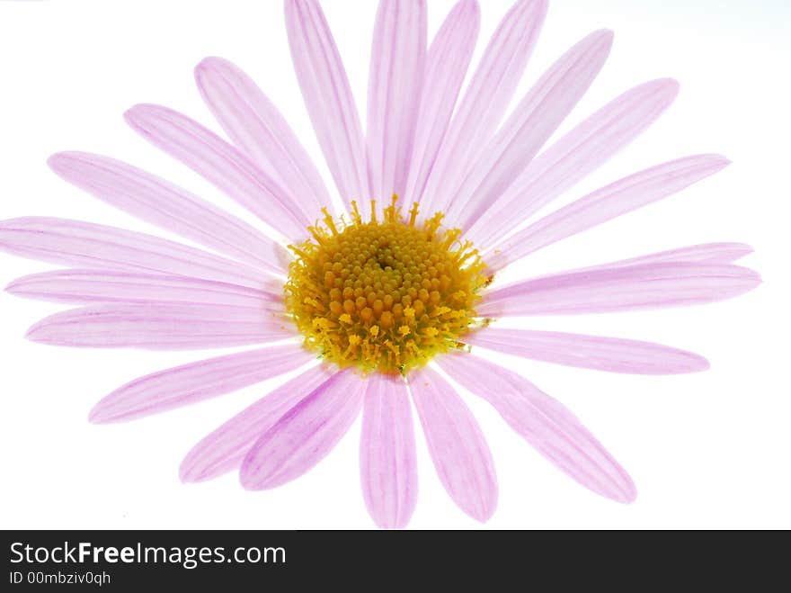 Pink aster flower on light box