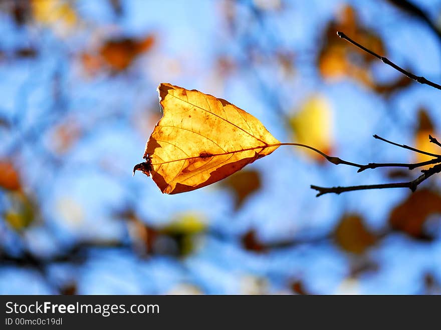 Yellow leaf against blue sky. Yellow leaf against blue sky