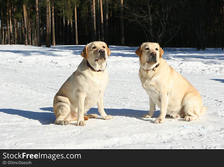 Two Golden Retrievers