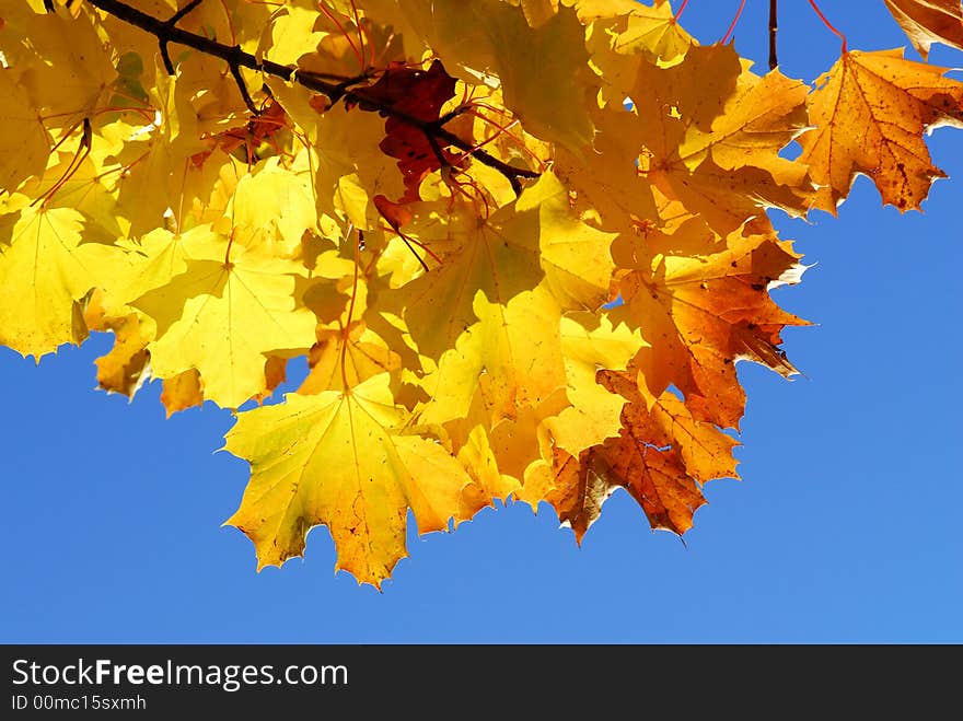 Branch of tree with yellow leaves against blue sky