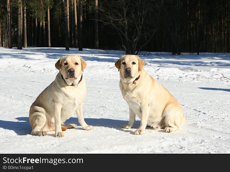 Two golden retrievers