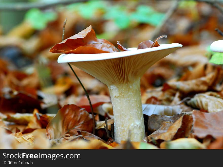 Big wild mushroom in jungle