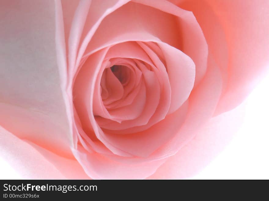 Close up of pink rose on white background