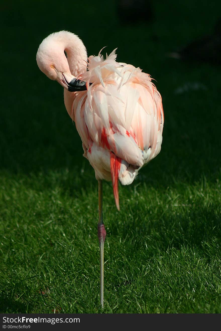 Flamingo