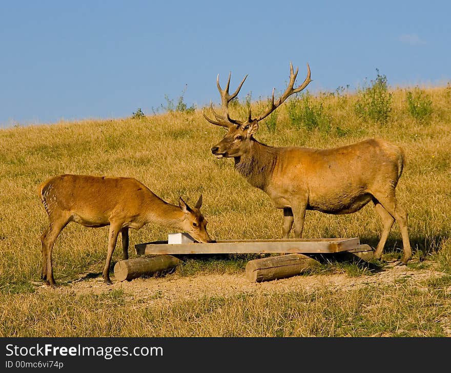 Wild deers at Saint Hubert's Deer Farm in Bohemian Middle mountains in the Czech Republic. The owner of this farm takes care of 120 deers. Wild deers at Saint Hubert's Deer Farm in Bohemian Middle mountains in the Czech Republic. The owner of this farm takes care of 120 deers.