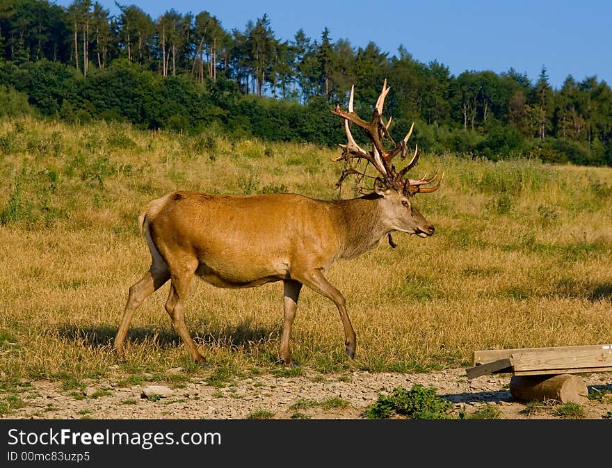 Wild deers at Saint Hubert's Deer Farm in Bohemian Middle mountains in the Czech Republic. The owner of this farm takes care of 120 deers. Wild deers at Saint Hubert's Deer Farm in Bohemian Middle mountains in the Czech Republic. The owner of this farm takes care of 120 deers.