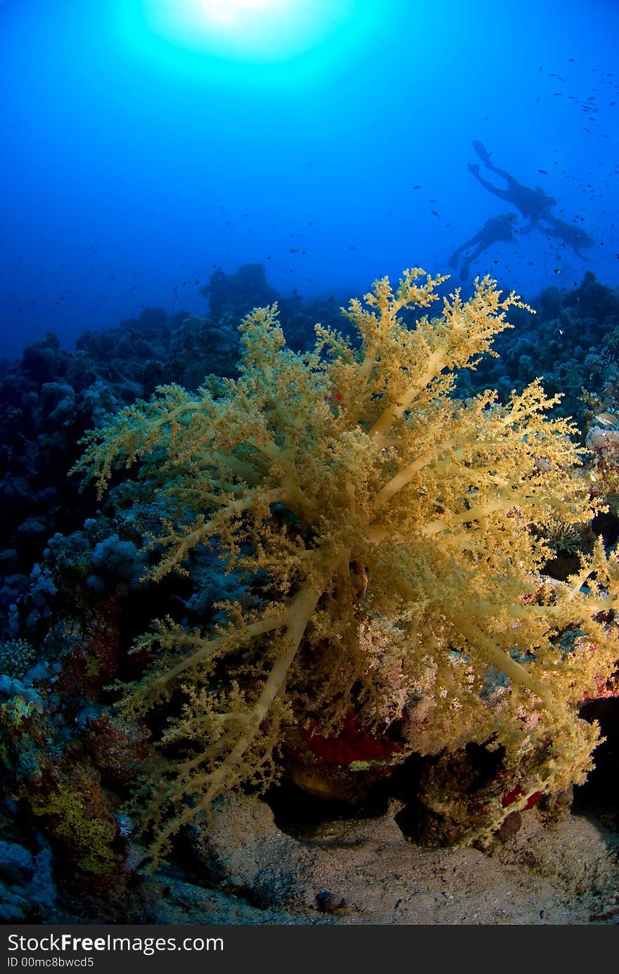 Scubadivers diving with coral