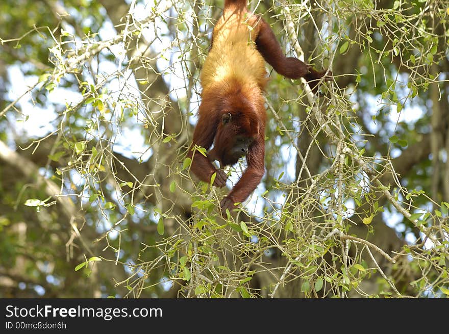 A red howler monkey (Alouatta Seniculus) is hanging by its tail to grap some leaves to eat. Near the banks of the Sinu river, northeast Colombia. A red howler monkey (Alouatta Seniculus) is hanging by its tail to grap some leaves to eat. Near the banks of the Sinu river, northeast Colombia.