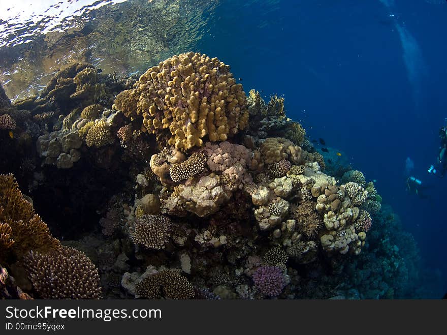 Coral Reef Under The Surface