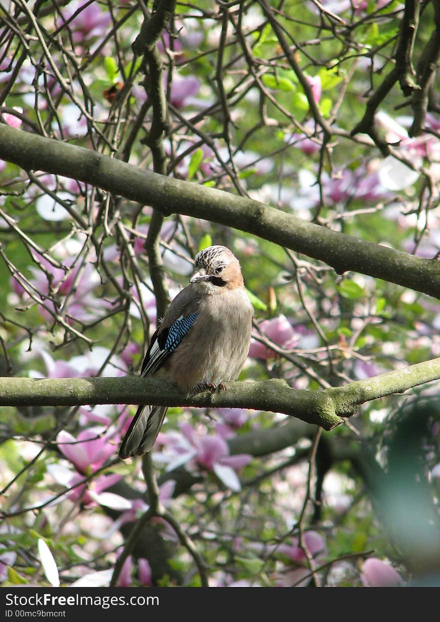 Bird sitting on magnolia branch. Bird sitting on magnolia branch