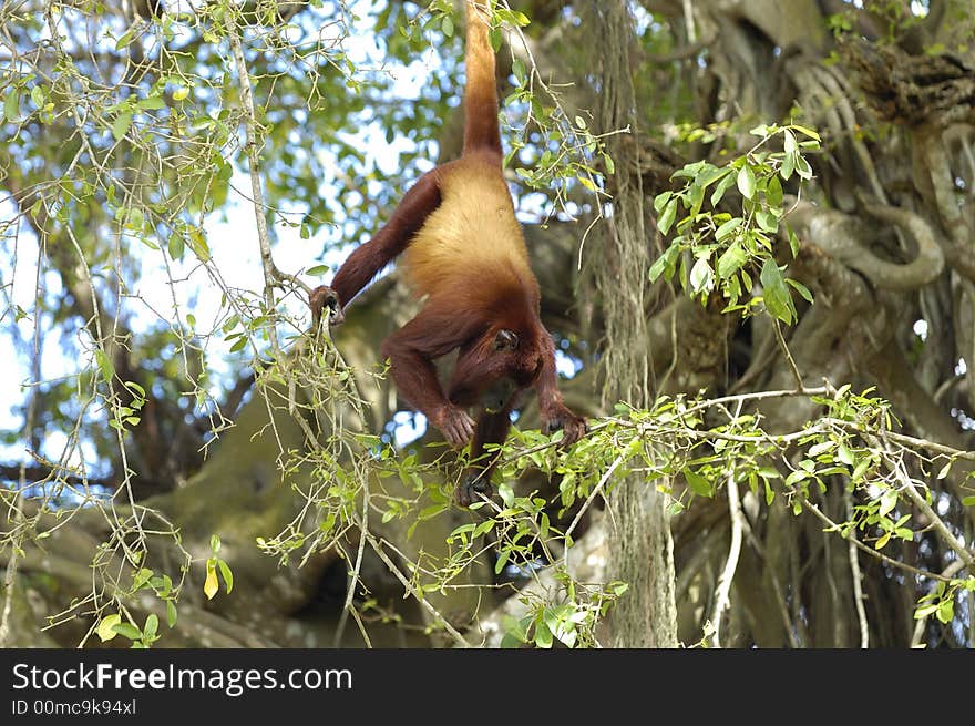 A red howler monkey (Alouatta Seniculus) is hanging by its tail to grap some leaves to eat. Near the banks of the Sinu river, northeast Colombia. A red howler monkey (Alouatta Seniculus) is hanging by its tail to grap some leaves to eat. Near the banks of the Sinu river, northeast Colombia.