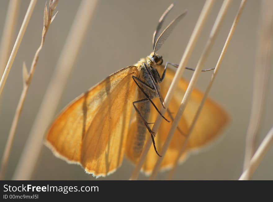 A yellow moth