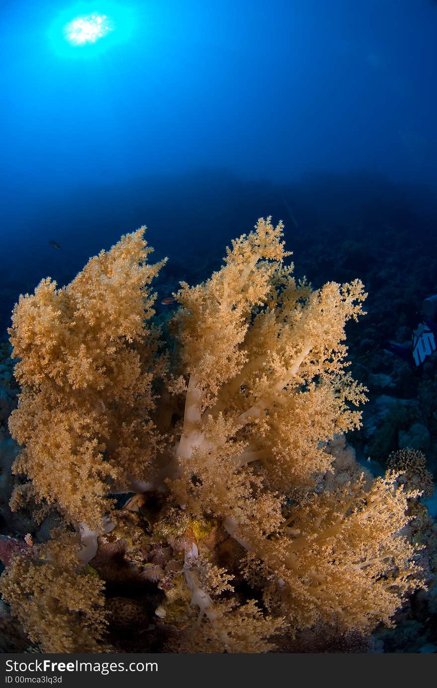 Soft Coral