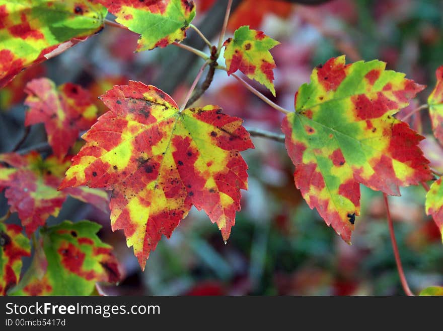 Close up of colorful leaves in the fall. Close up of colorful leaves in the fall.