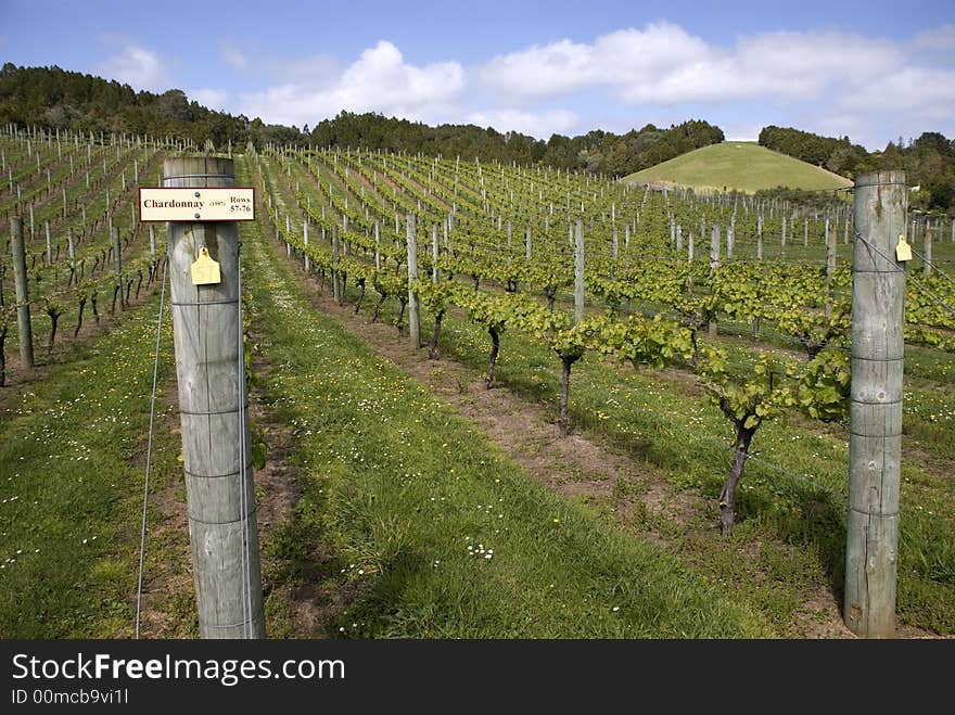 Chardonnay Vines