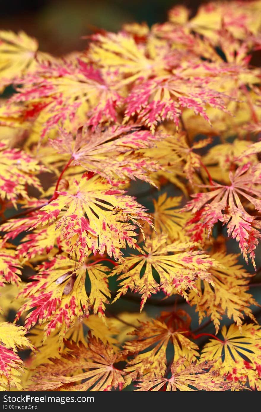 Red and yellow autumn leaves. Red and yellow autumn leaves