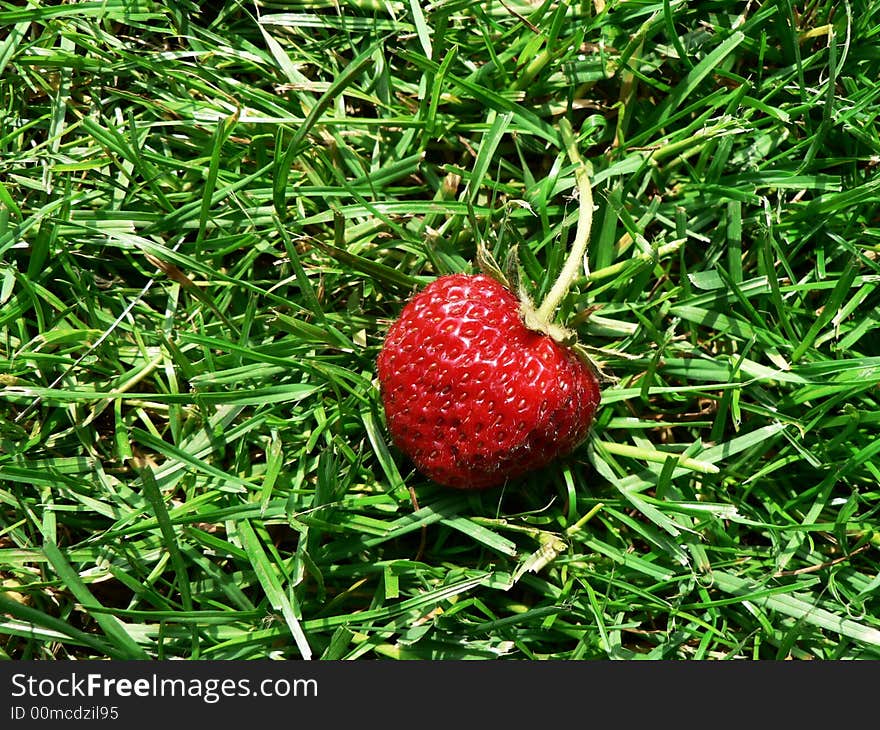 Strawberry lying in the grass. Strawberry lying in the grass