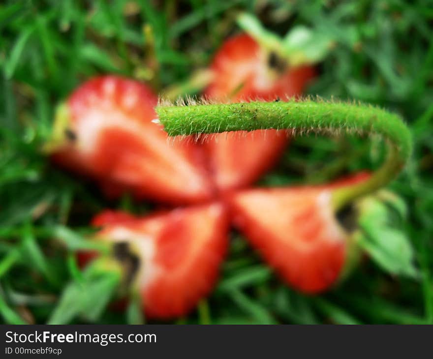 Strawberry sliced into four pieces lying in the grass. Focused on stalk. Strawberry sliced into four pieces lying in the grass. Focused on stalk