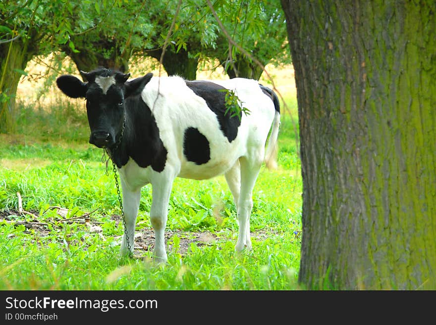 Young cow on the meadow. Young cow on the meadow