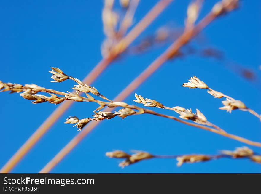 DRY GRASS DRIFTING OVER BLUE SKY