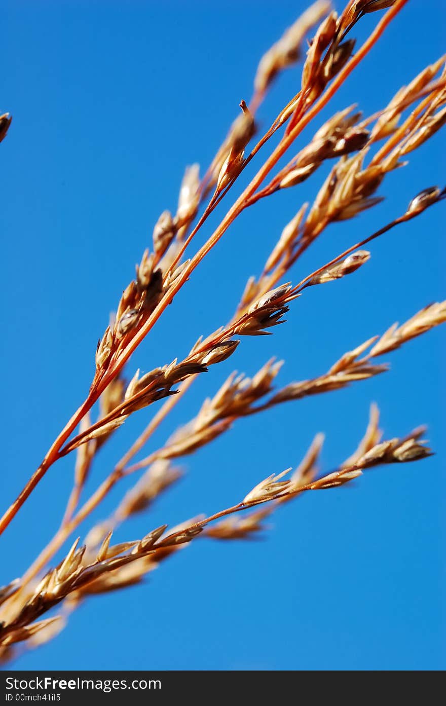 DRY GRASS DRIFTING OVER BLUE SKY