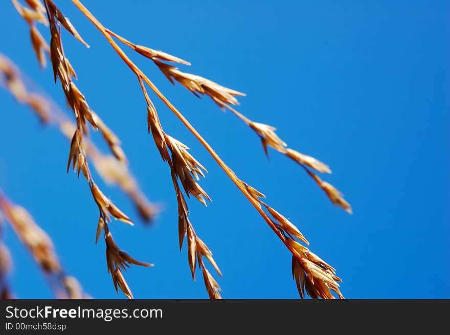 DRY GRASS DRIFTING OVER BLUE SKY