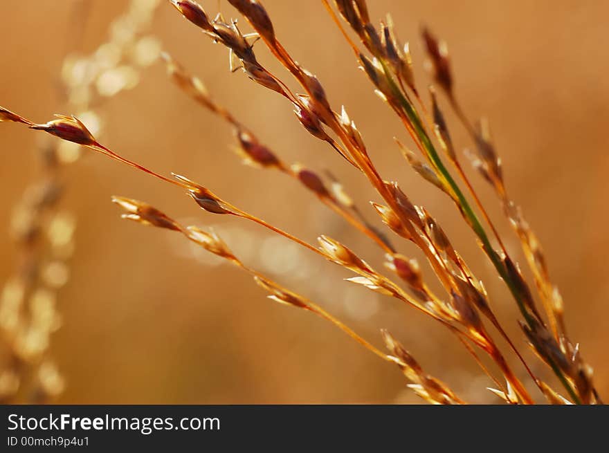 Dry grass close-up over blurred background