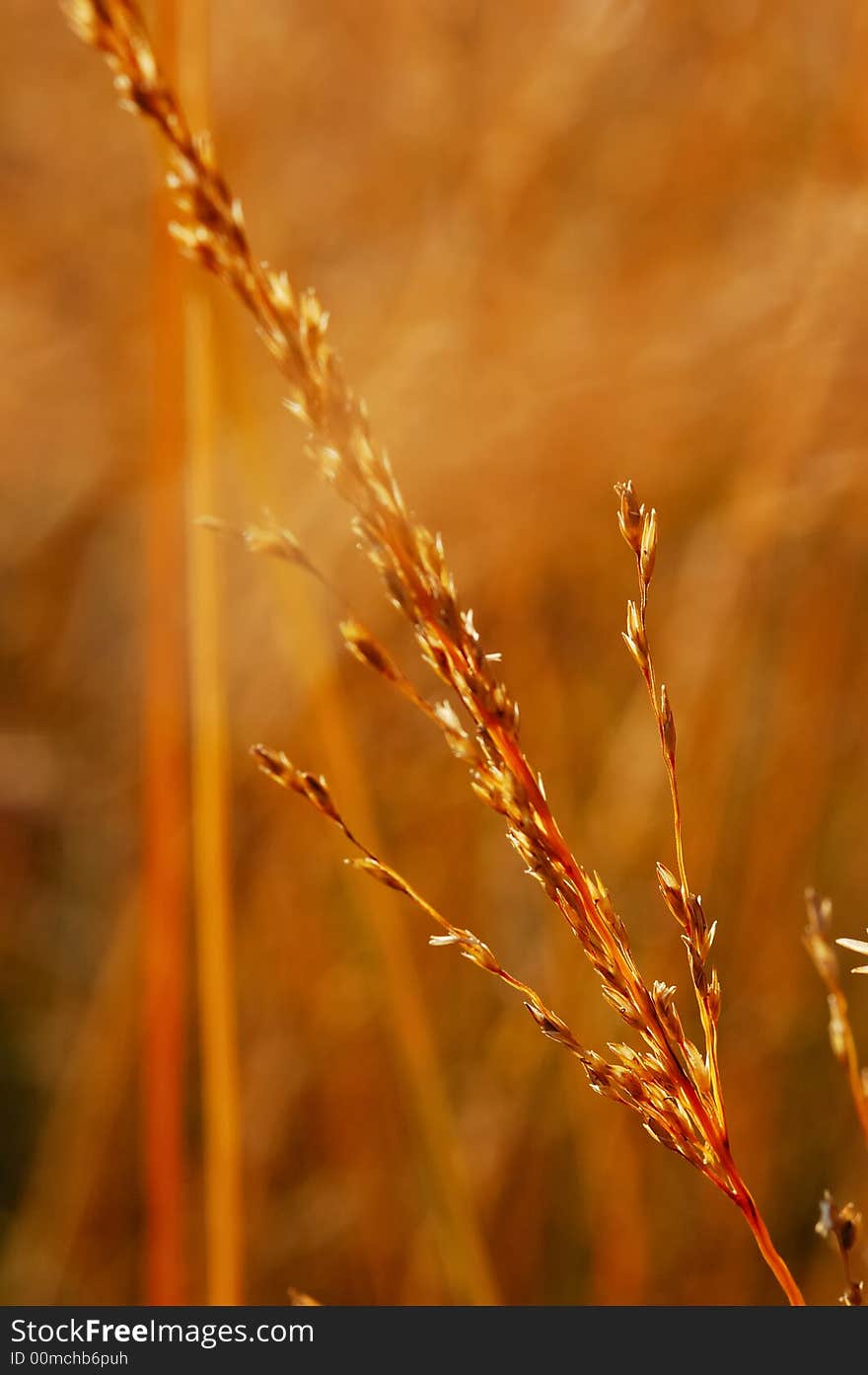 Dry grass close-up over blurred background