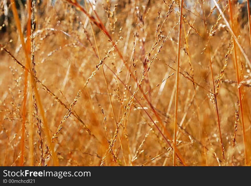 Dry grass close-up over blurred background