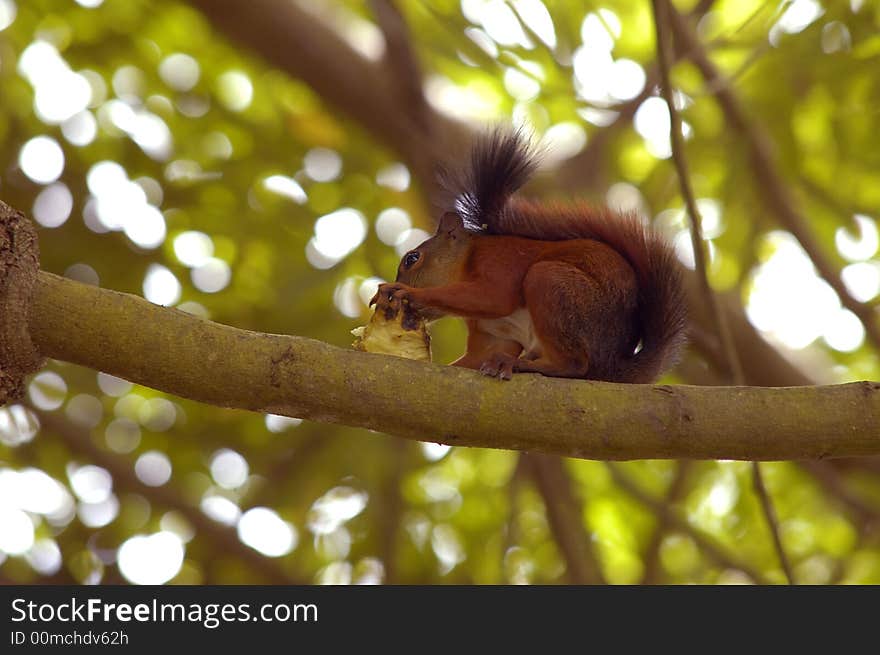 A red squirrel is eating a fruit in a tree.
Near the banks of the Sinu river, Cordoba, Colombia. A red squirrel is eating a fruit in a tree.
Near the banks of the Sinu river, Cordoba, Colombia.