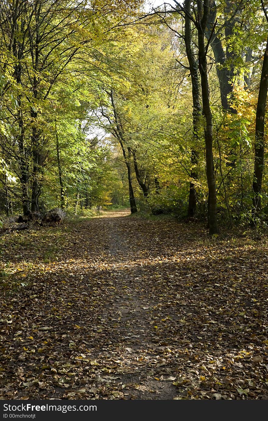 A autumnal forest-alley with woods.