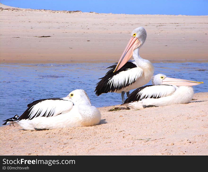 Torrens Pelicans 2