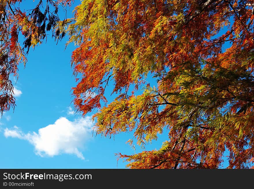 The beautiful fall color of a tree. The beautiful fall color of a tree