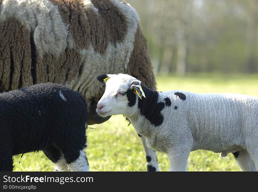 A lamb in the late afternoon sun in april. Noord Holland, Netherlands. A lamb in the late afternoon sun in april. Noord Holland, Netherlands.