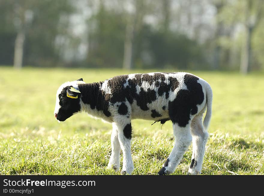 A lamb in the late afternoon sun in april. Noord Holland, Netherlands. A lamb in the late afternoon sun in april. Noord Holland, Netherlands.