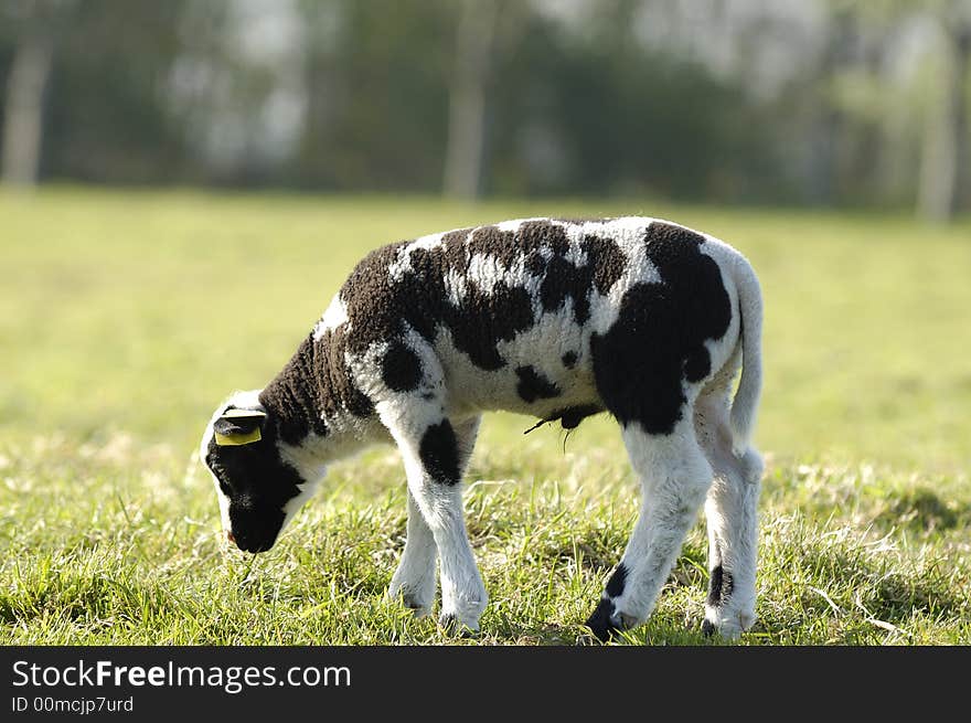 A lamb in the late afternoon sun in april. Noord Holland, Netherlands. A lamb in the late afternoon sun in april. Noord Holland, Netherlands.