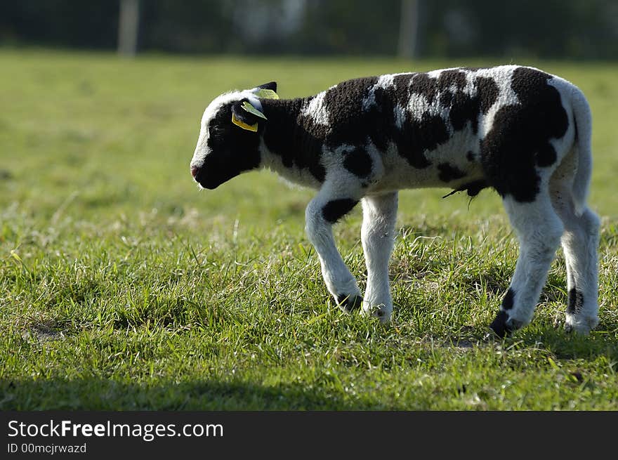 A lamb in the late afternoon sun in april. Noord Holland, Netherlands. A lamb in the late afternoon sun in april. Noord Holland, Netherlands.