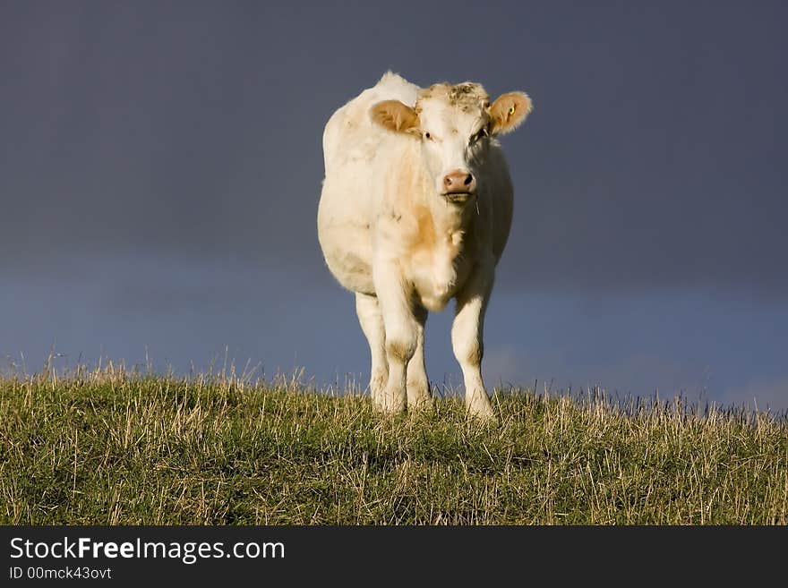 Setting sun highlights a cow on a ridge as a storm cloud passes. Setting sun highlights a cow on a ridge as a storm cloud passes